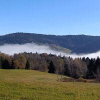 Wechsel aus Wald und Grünland