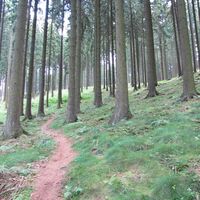 Herrlicher Pfad nahe des Krähetals