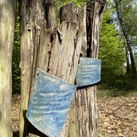 Ars-Natura im Melsunger Stadtwald