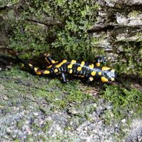 Feuersalamander