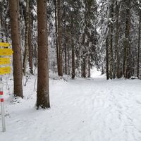 Scheffau_Winter-Rehbachrunde_Forstweg_Wald