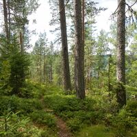 Haukkavuoren Naturlehrpfad