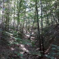 Mischwaldpassage