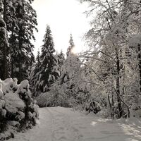 Scheffau_Winter-Rehbachrunde_verschneiter Waldweg