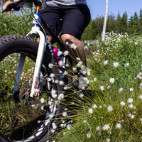 Wollgras auf den Strecken von Raahen Hummastinvaaran