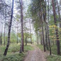 Mischwald vor Dreihäuser