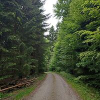 Forststraße nach Zimmerau