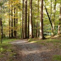 Gaueser Wald