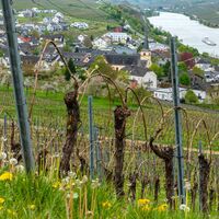 Blick auf Nittel aus den Weinbergen