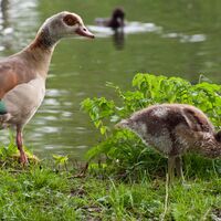 Ohrdruf Nilgänse am Rasenteich