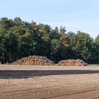Holzstämme am Waldrand entlang des Clenzer-Schweiz-Weges