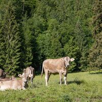 Allgäuer Braunvieh direkt am Alatsee