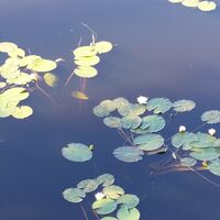 Seerosen auf dem Väärinjärvi