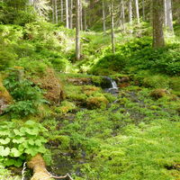 im Wald begrüßt uns sattes Grün wohin man schaut