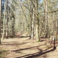 Frühlingshafter Wanderweg bei der Sängershöhe