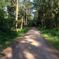 Teilabschnitt des Weges im Wald