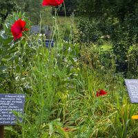 Bibelgarten in Lenne