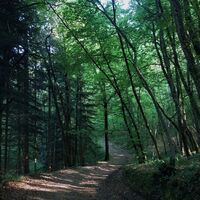 Forêt de Rothonne in Belley