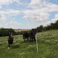 Ponys rund um Menzingen