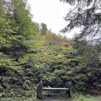 Ruhebank mit Farnen und Moos am Uplandsteig