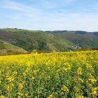 Traumschleifchen Pfalzblick - Burg Gutenfels