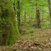 Vessertal
