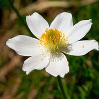 Alpen-Anemone