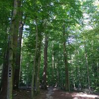 Schattiger Wanderweg durch Salzufler Stadtforst