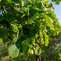 Wein