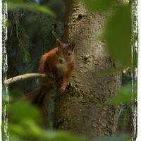 18 Eichhörnchen