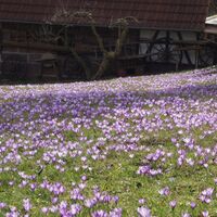 Krokuswiese in Zavelstein
