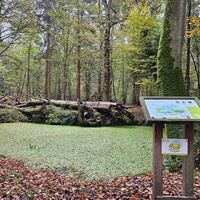 Rando Die Schleife der Teiche im Wald von Crécy