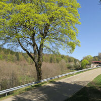 Kurz vor dem Eichrüttehof.