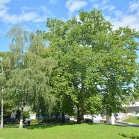 Ahornblattrige Platane