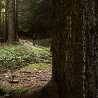 Der Wald auf dem Weg nach Carobbi