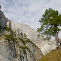 eine alte, knorrige Lärche ziert die Einsattelung