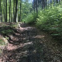 Hartensteiner Forst