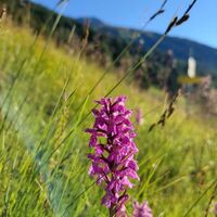 alpenblumenweg-oberseite-blumen-2-c-p-veider.jpg