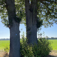 Alpen Bönninghardt Naturdenkal_Kreis Wesel