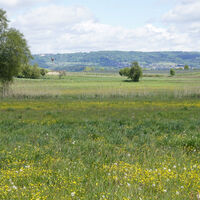 Blühende Wiesen am Weg