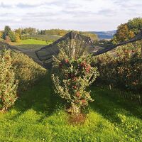 Obstplantage am Hohenkogel bei Weiz in der Oststeiermark