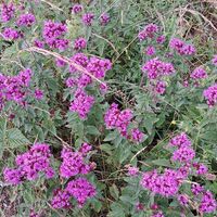 Flora