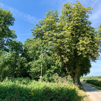 Kastanienallee , Groß-Schweinbarth, Hohlwegrunde