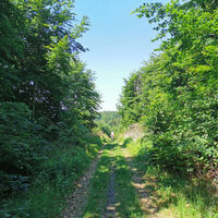 Gerades Stück Waldweg