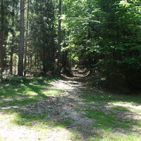 Hohlweg im Wald hoch