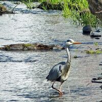 Ohrdruf Graureiher an der Ohra