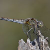 Libelle