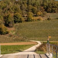 Weinberg in Thayngen
