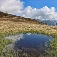 Wildfeld