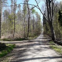 Waldweg Richtung Lobenrot